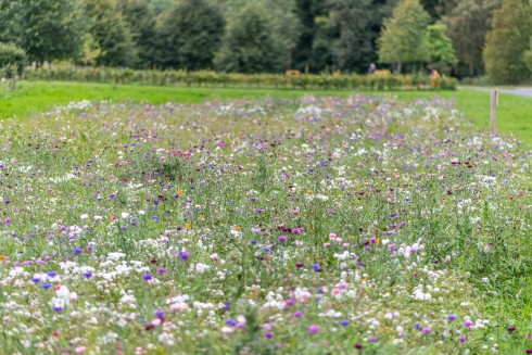 March 20th is World Rewilding Day sumamry image