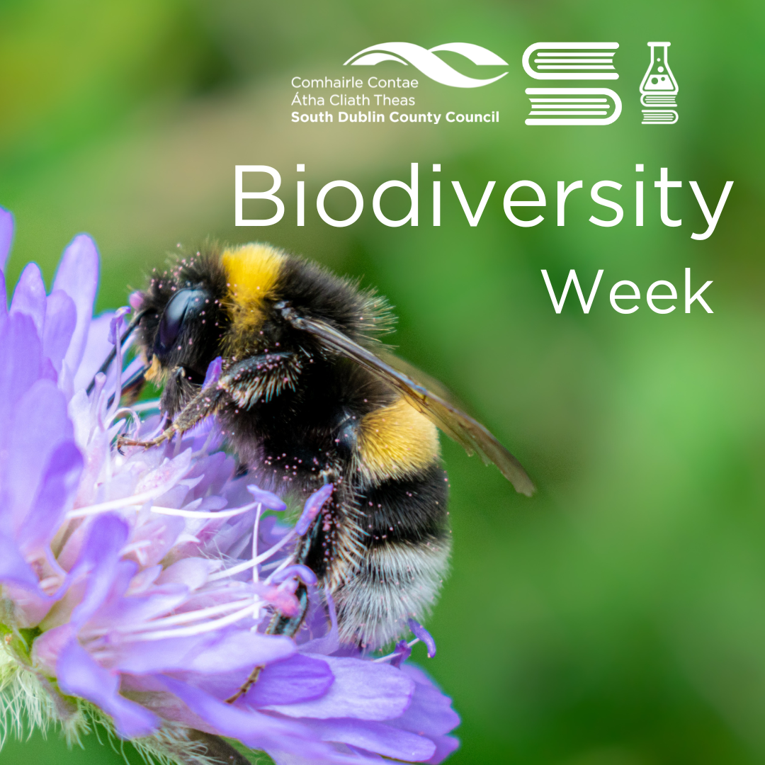 Library Labs: Biodiversity Week  sumamry image