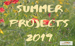 Summer Projects 2019 sumamry image