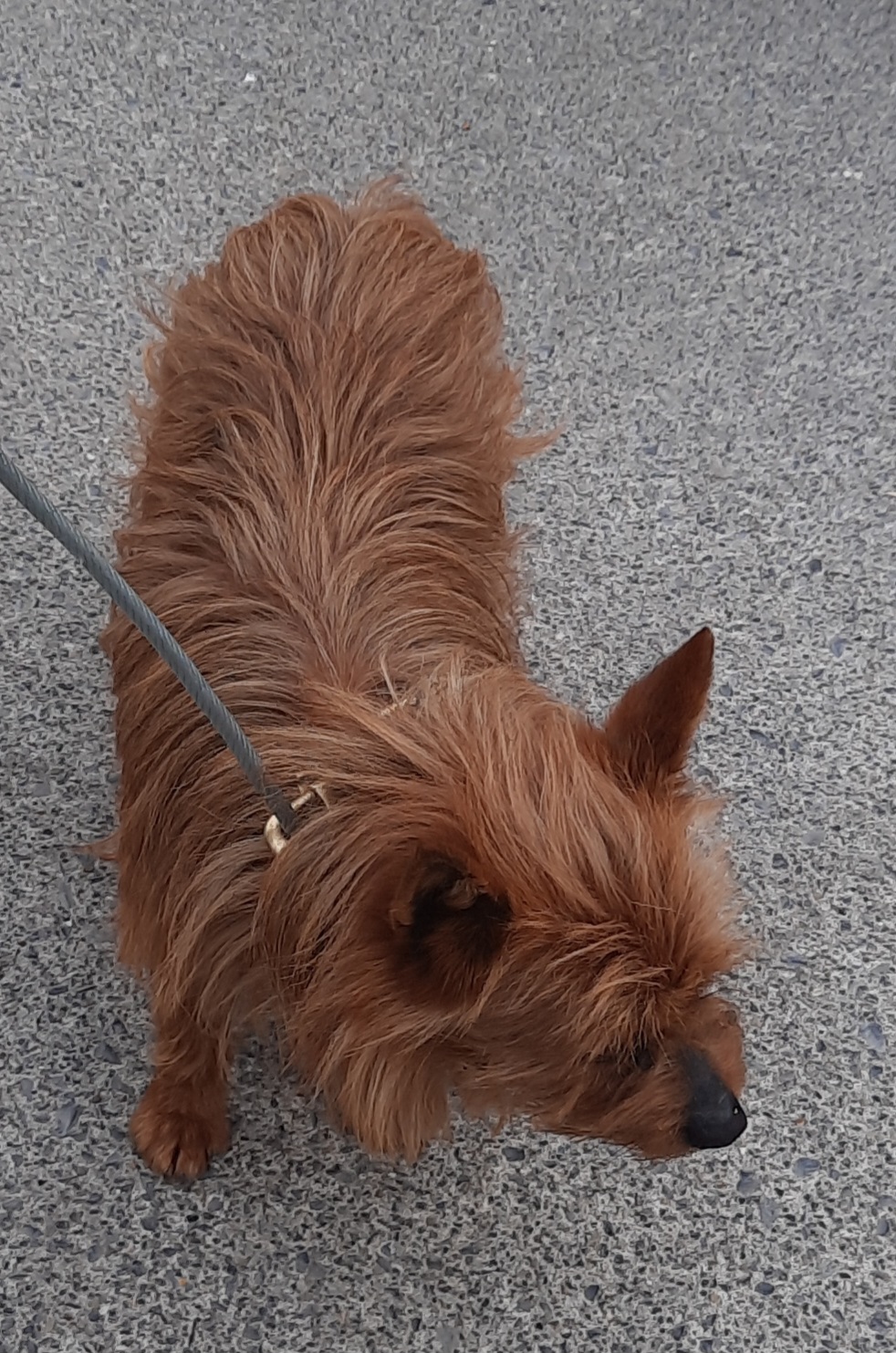 27-03-2023-Hazel-Est,Clondalkin