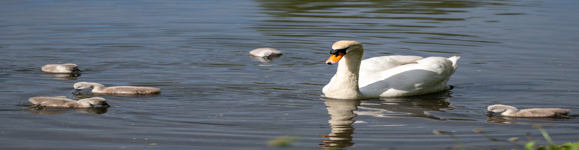 SDCC---Wildlife---Swans-&-Cygnets-hero