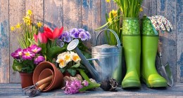 Golden Moments Social Club: A Talk on your Spring Garden by Aoife Munn sumamry image