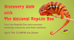 Discovery Walk with the National Reptile Zoo sumamry image