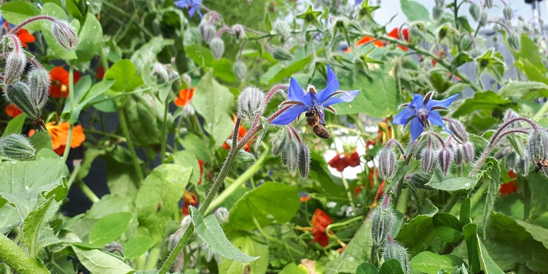 Summer Gardening: A Talk with Aoife Munn sumamry image