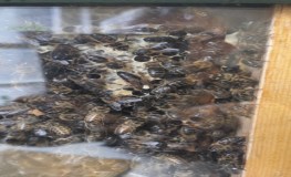 Meet the Beekeeper and See the Observation Hive at St. Enda's Park sumamry image