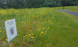 Council reducing grass cutting to benefit our pollinators  sumamry image