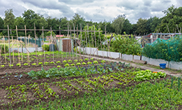 Council Issues Statement on Closure of Allotments sumamry image