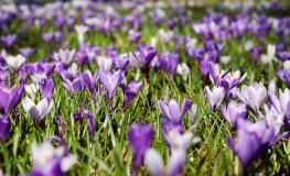 Bulbs Not Bonfires 2026 sumamry image