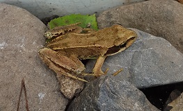 Making new homes for frogs in our Parks sumamry image