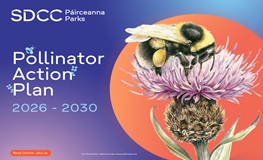 South Dublin County Council Launches Pollinator Action Plan 2026–2030 sumamry image