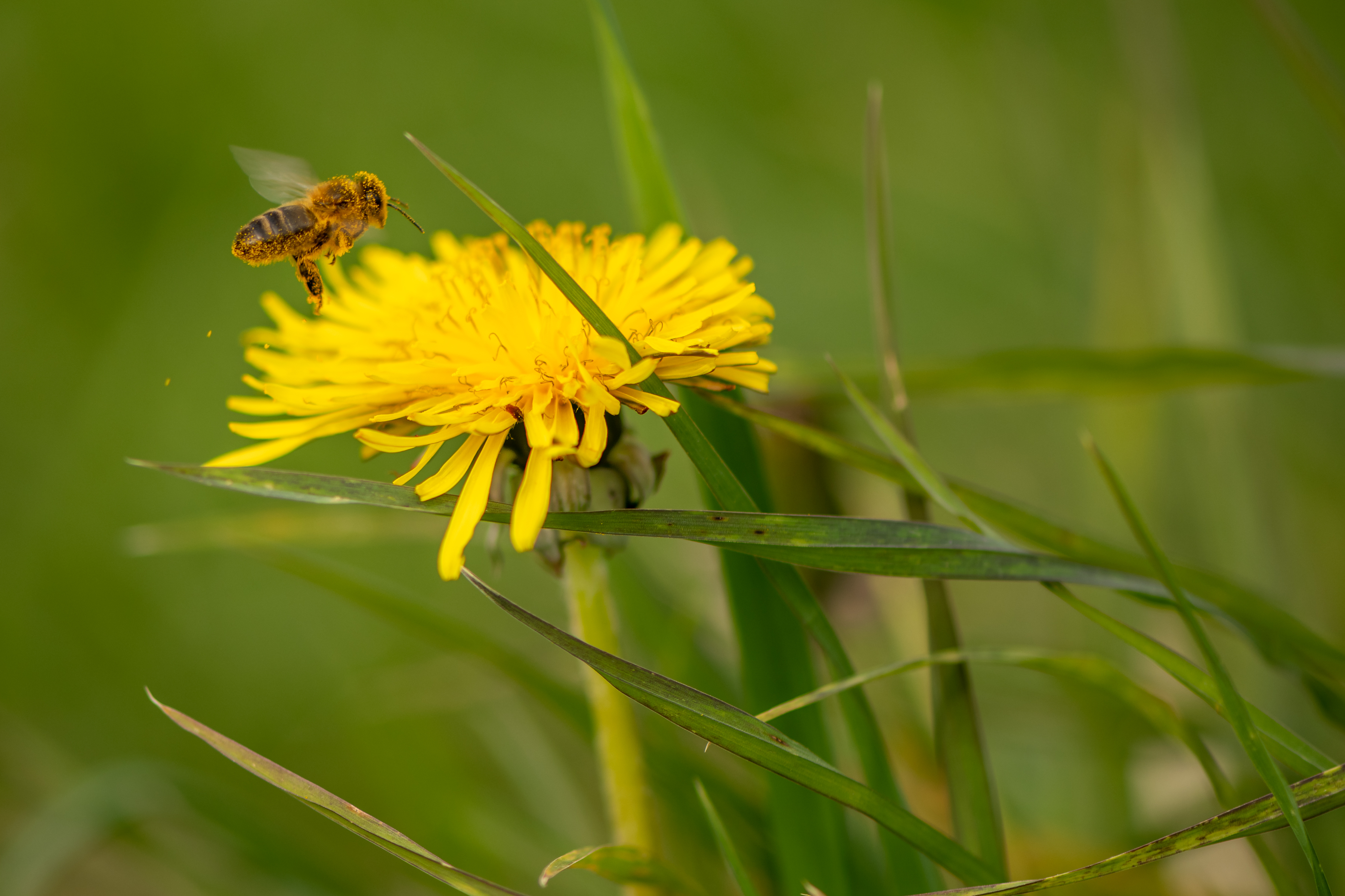 Council launches Pollinator Action Plan 2021-2025 sumamry image