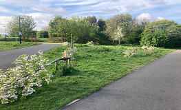 Vandalism in Dodder Valley Park sumamry image