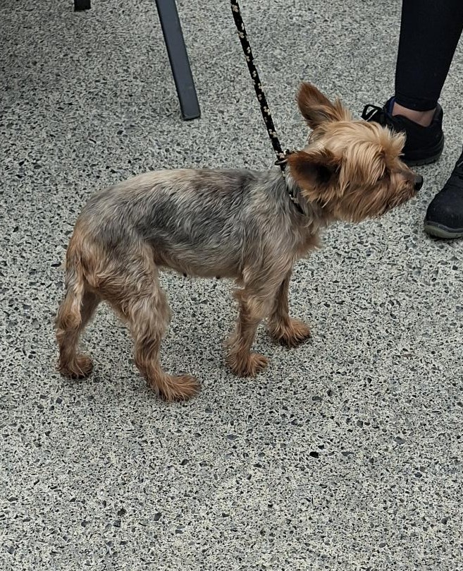 Stray Dogs - SDCC
