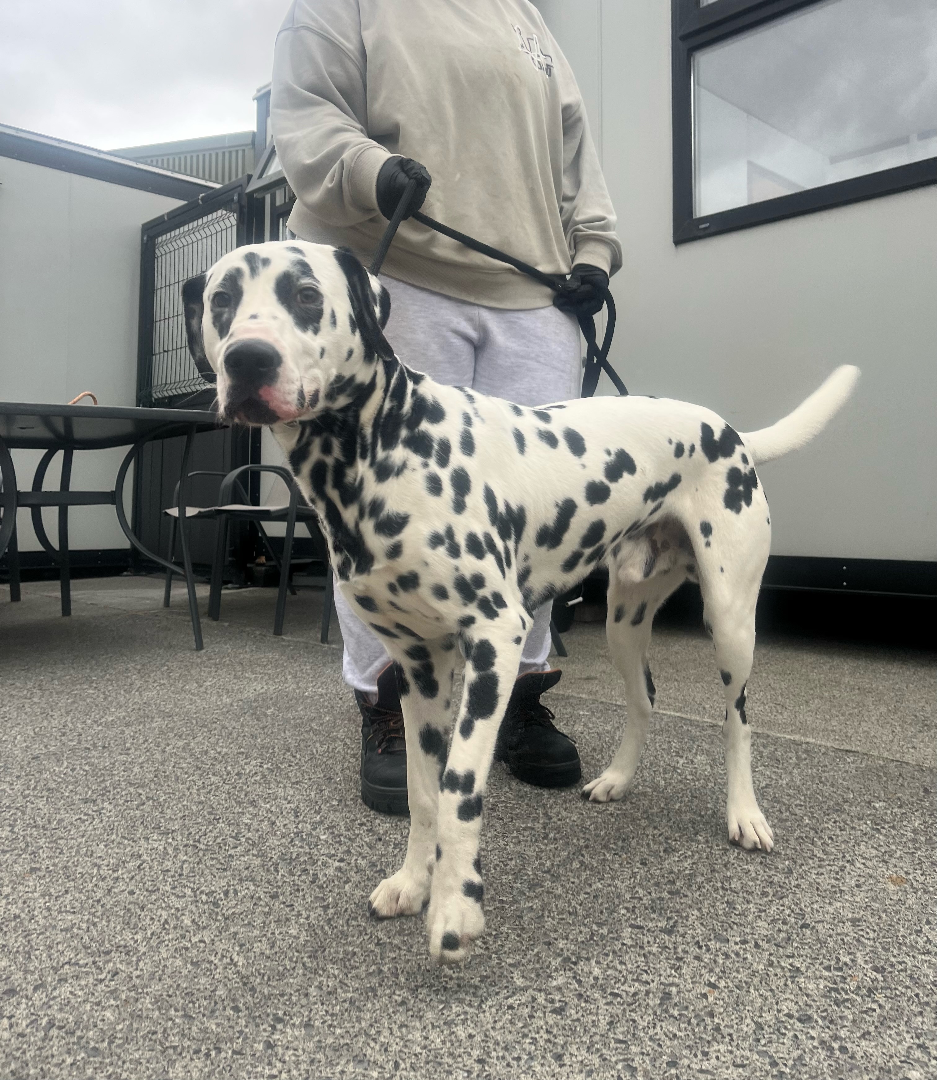 07-09-26-Vet-Care-Rathcoole