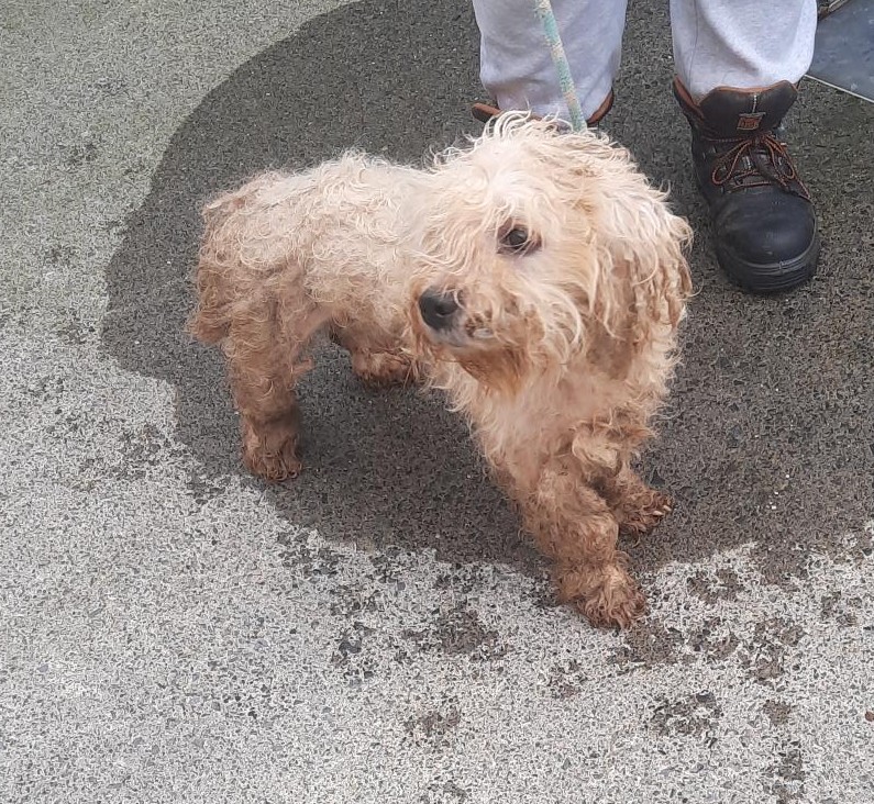 10-11-25-Castle-Grange-Clondalkin