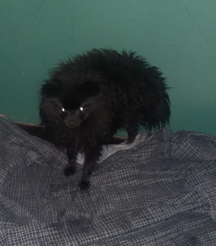 14-11-25-Foxborough-Ave-Lucan