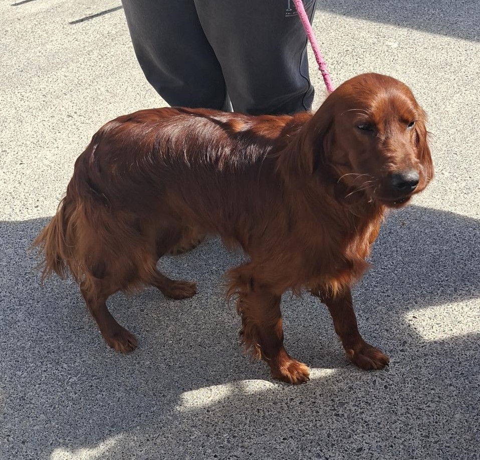 24-04-26-Peamount-Clondalkin