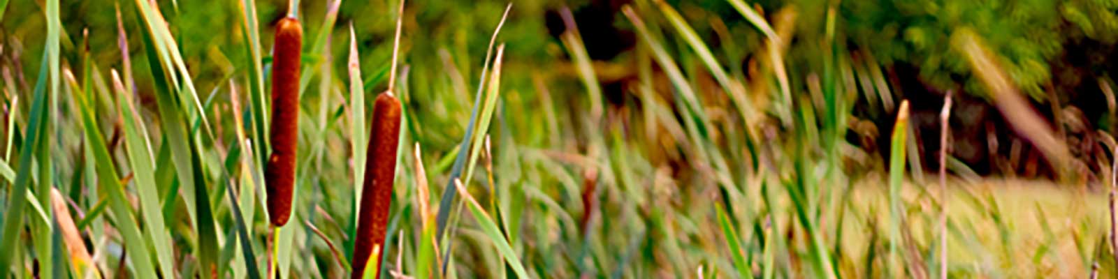 Dublin Urban Rivers Life Reeds