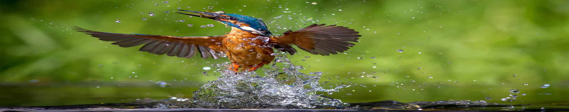 Bird-comp
