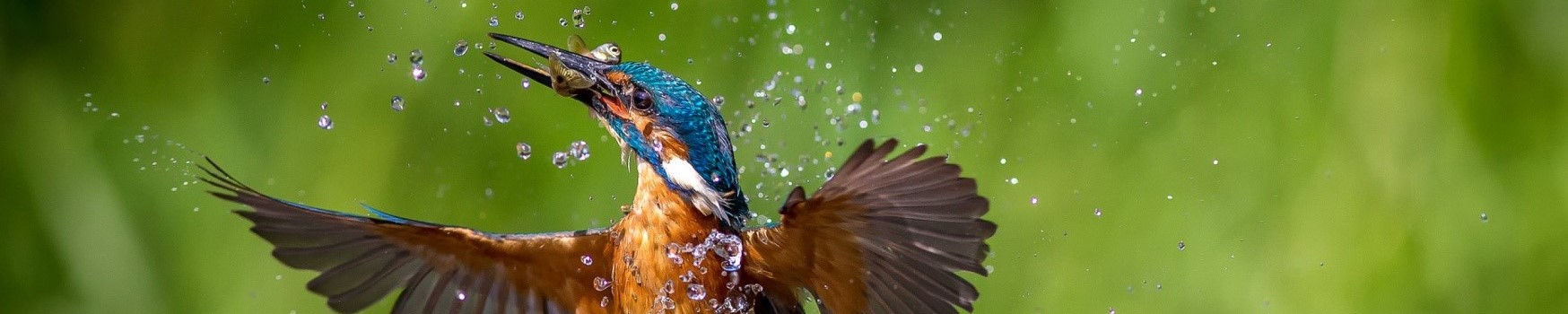 A Kingfisher on the Dodder