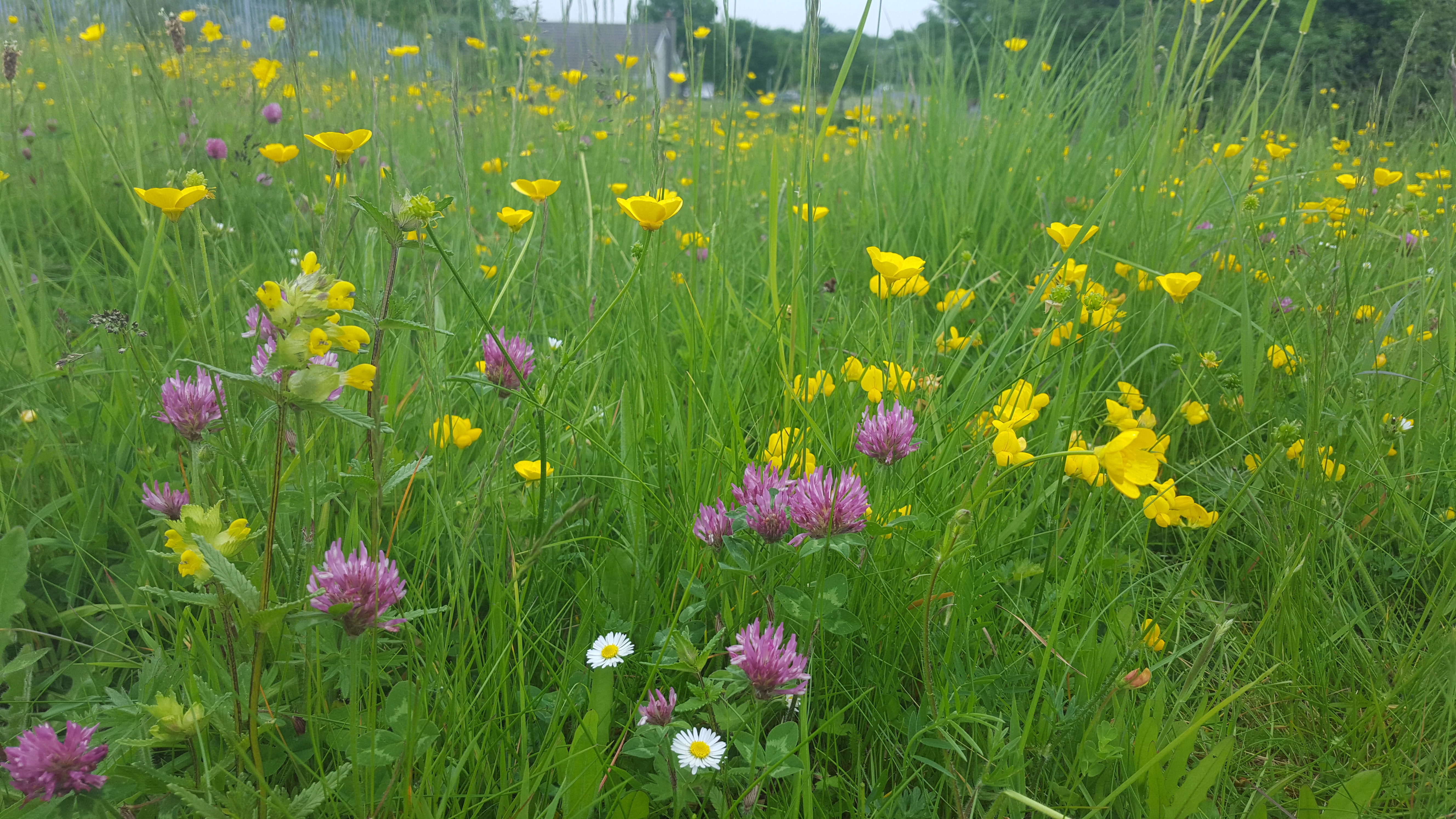 -No-mow-May----Leaving-the-flowers-and-grass-to-grow-in-May