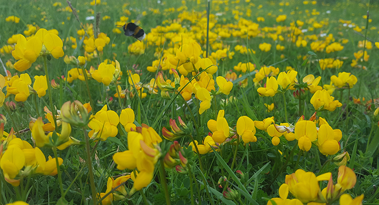 Birds-foot-Trefoil-is-loved-by-bees-and-butterflies