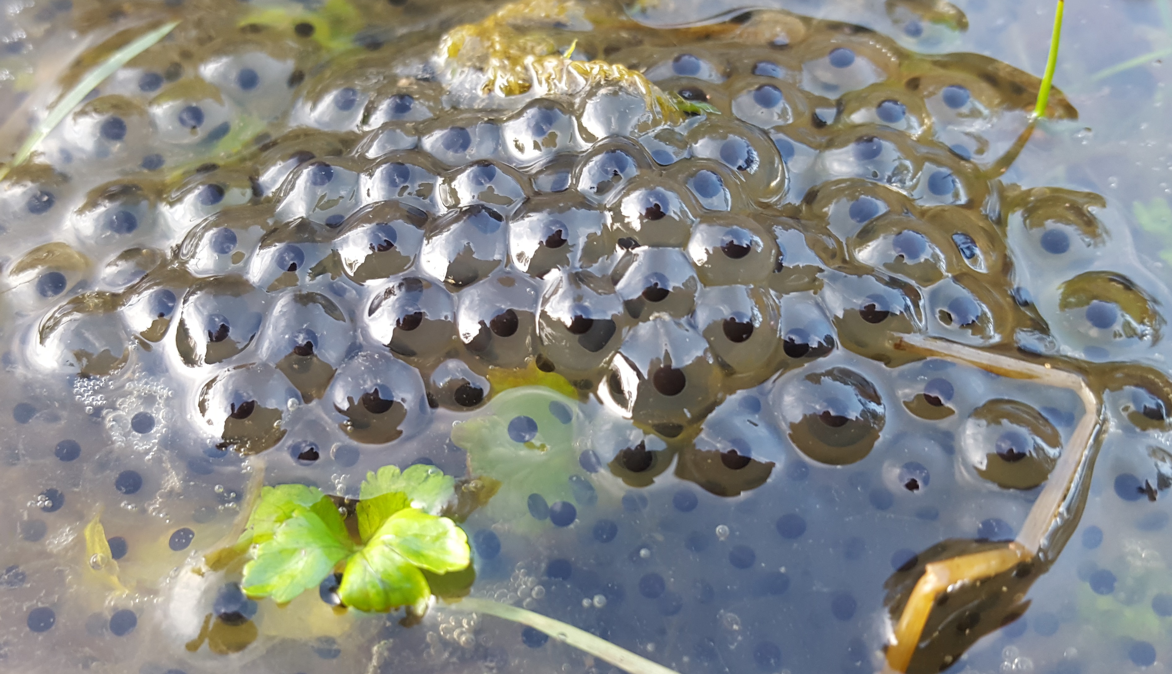 Frog Spawn