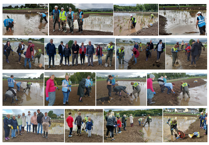 DODDER-PLANTING